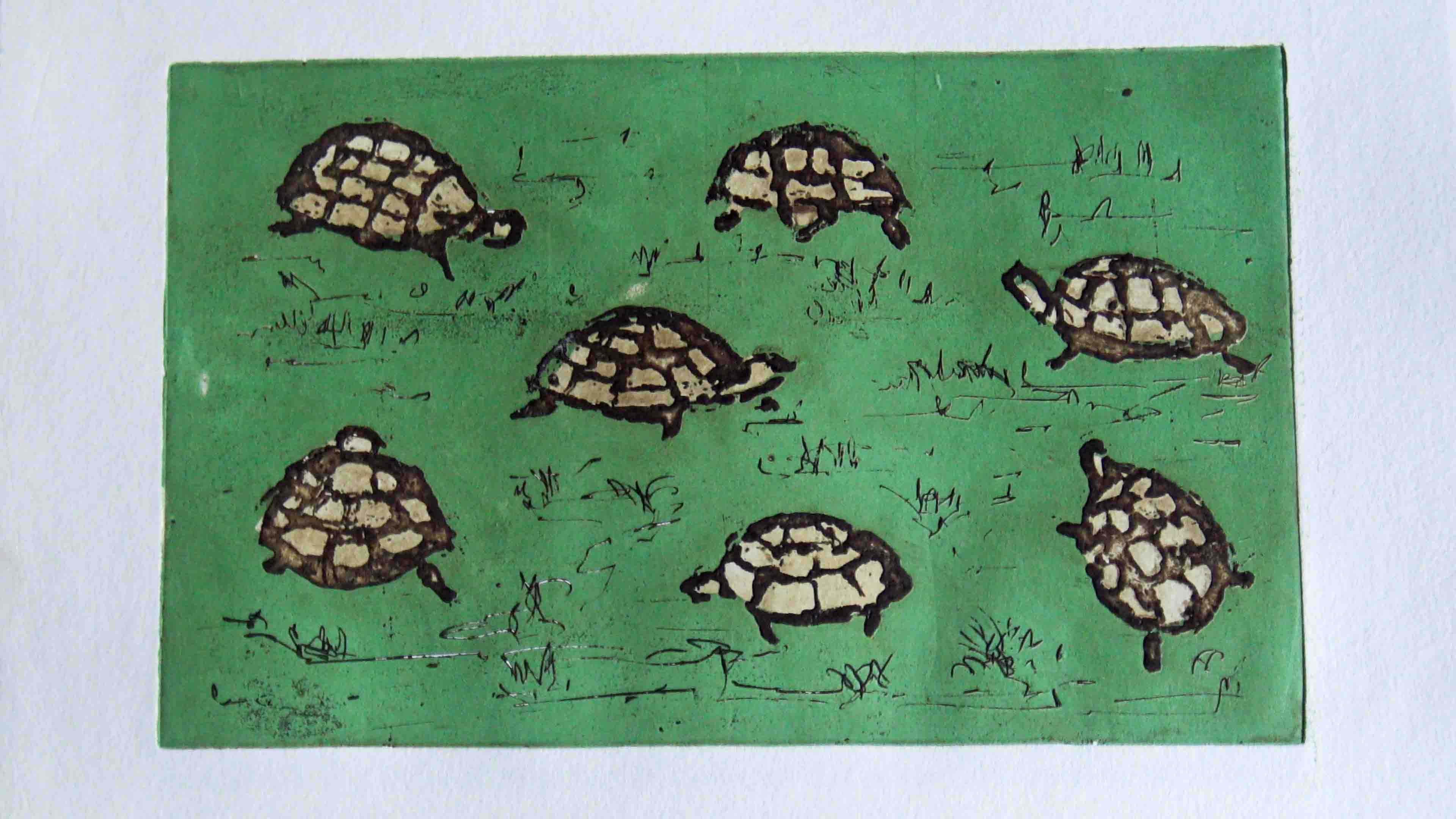 7 Schildpadden