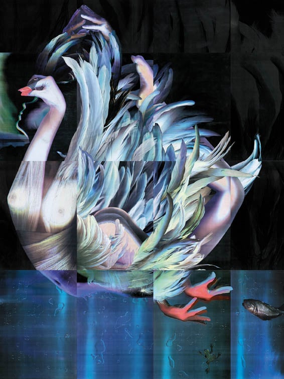 Swan