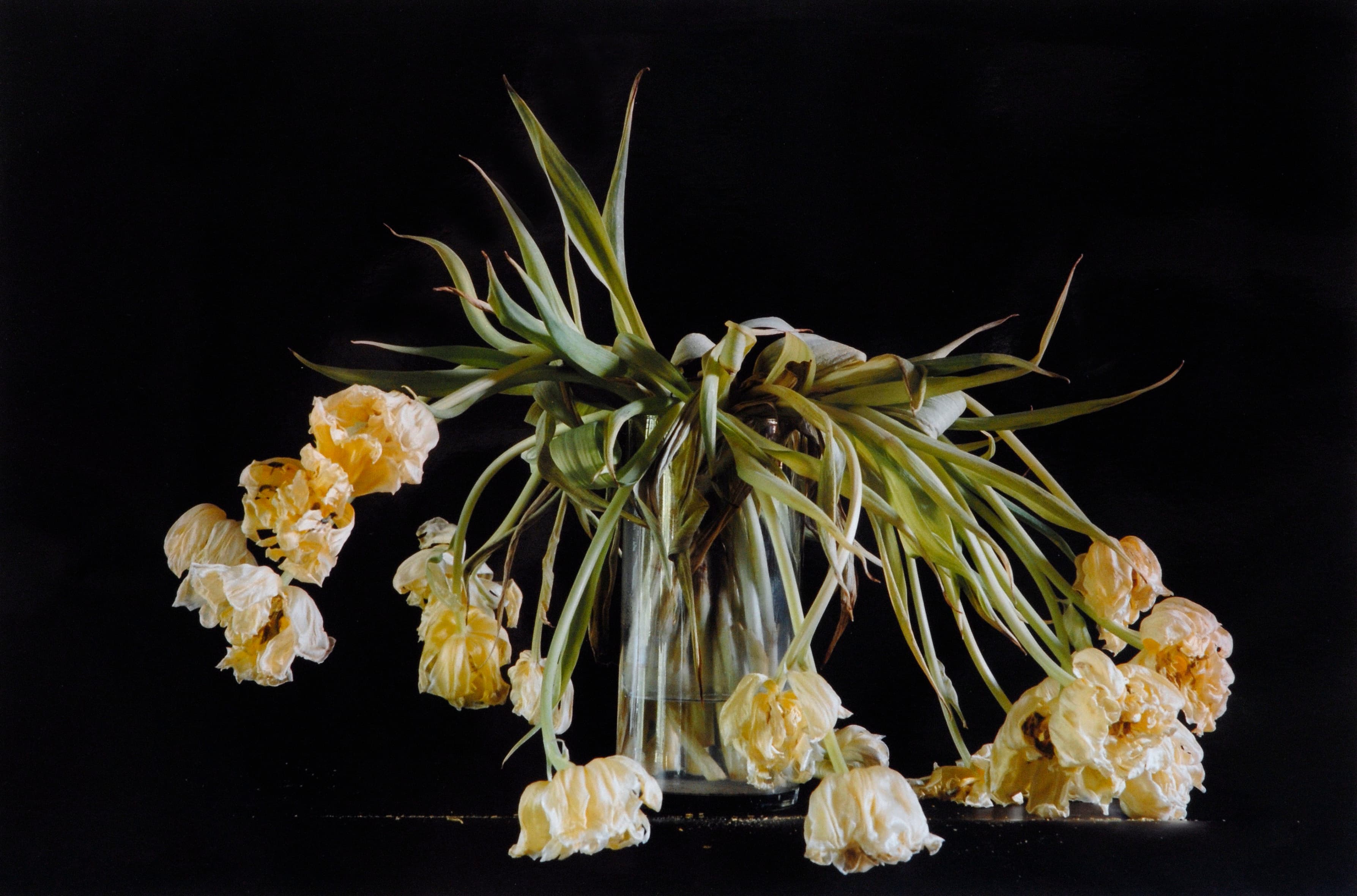Gele tulpen