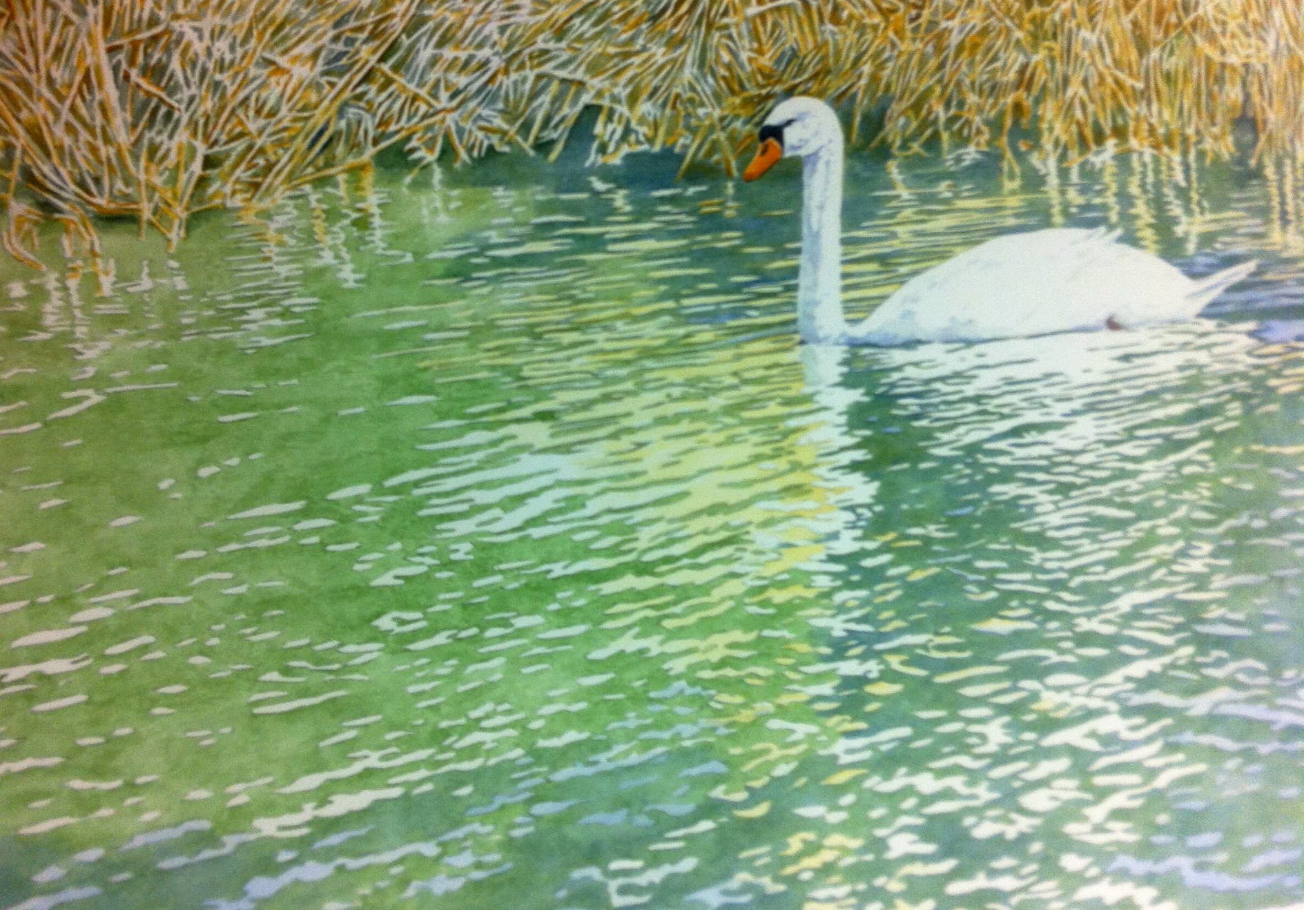 Zwaan