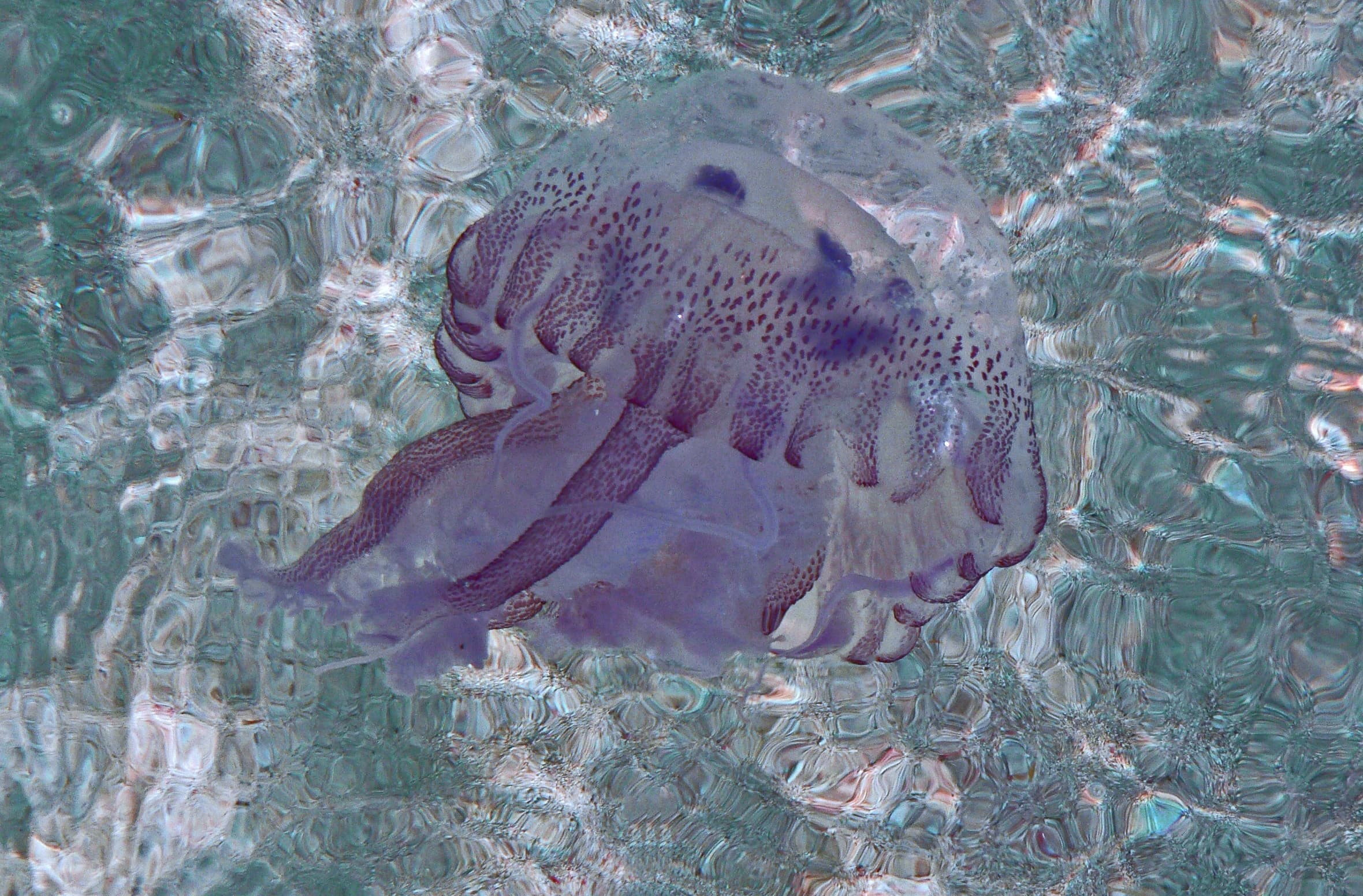 Medusa