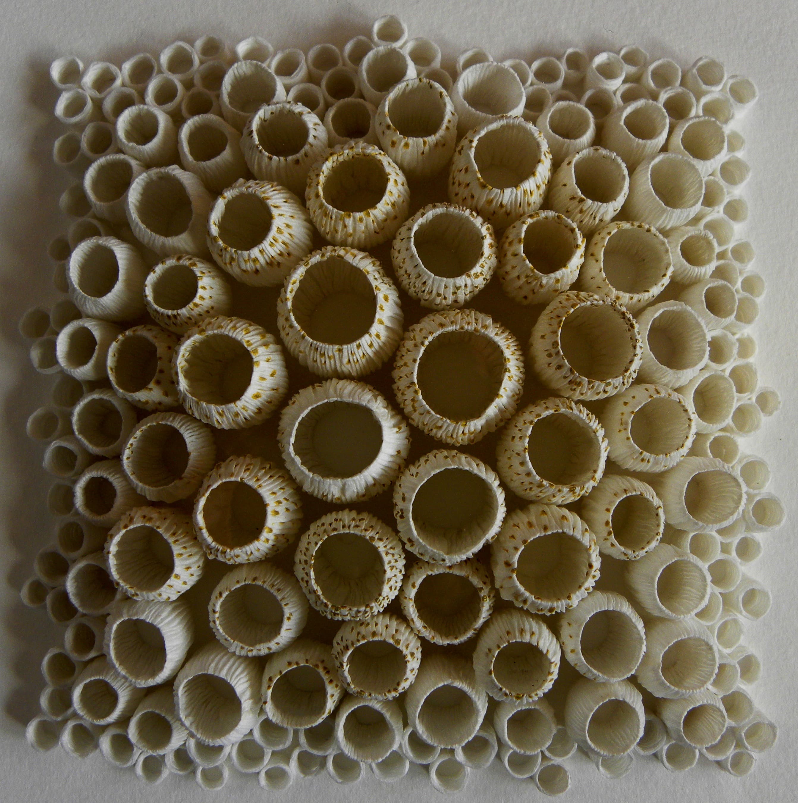 Cocoon