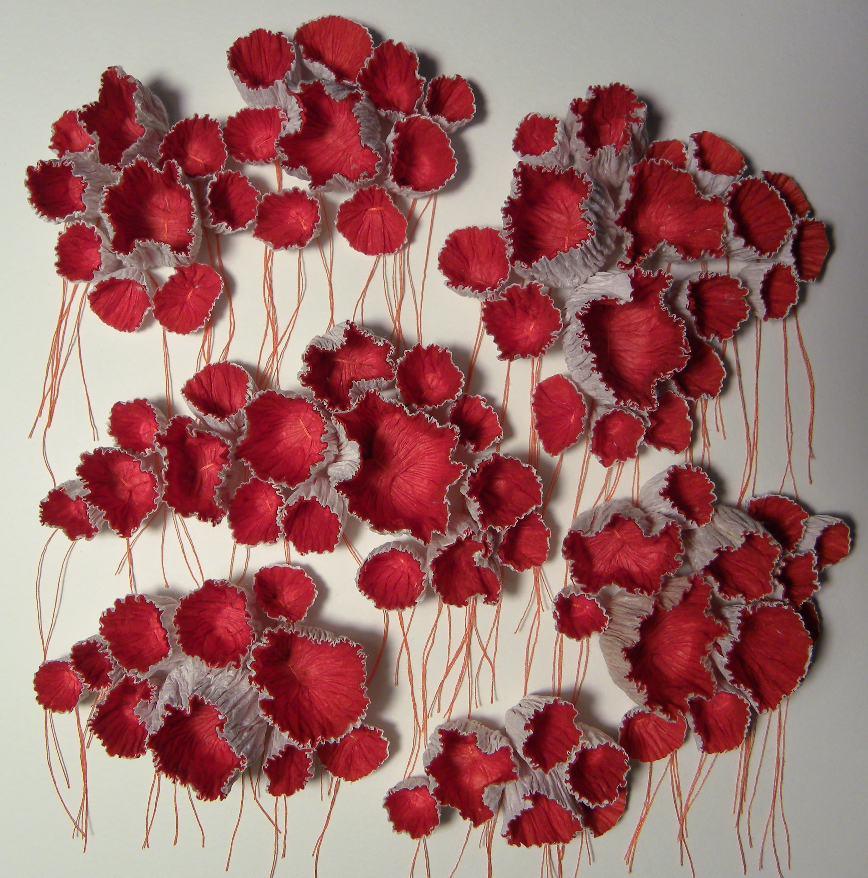 Coquelicots
